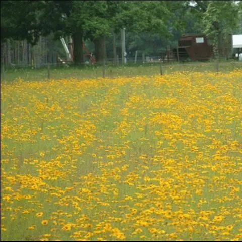 thumbnail for publication: Seed Production of Goldenmane Coreopsis